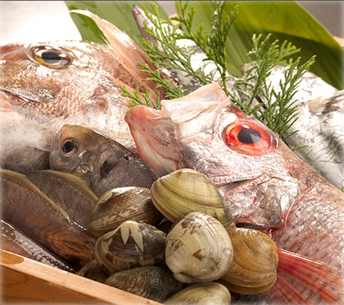 魚介類集合
